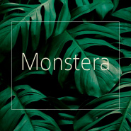 Коллекция Monstera