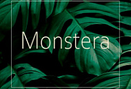 Коллекция Monstera